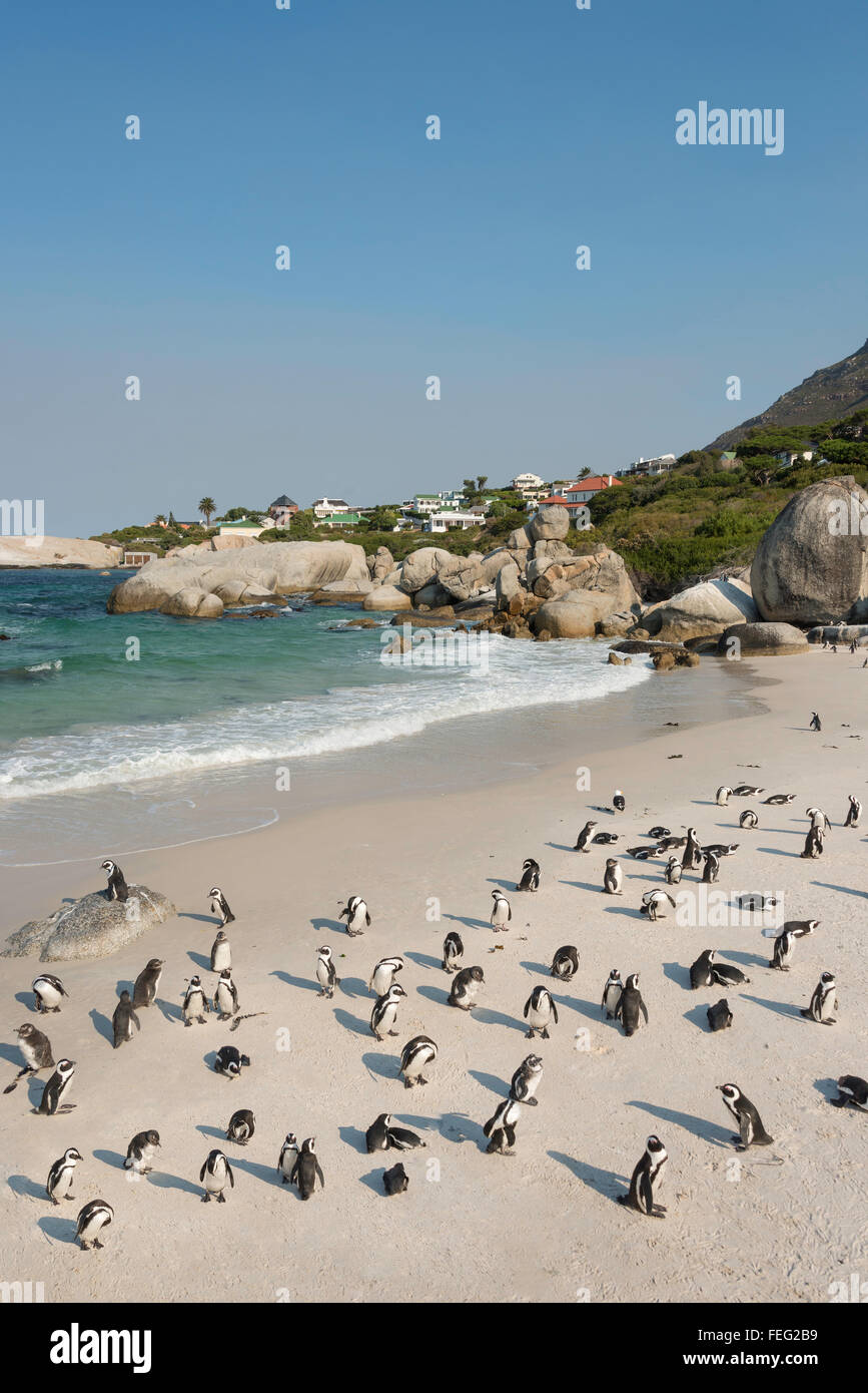 Afrikanische Pinguine am Boulders Beach, Simons Town, Kap-Halbinsel, Kapstadt Gemeinde, Western Cape, Südafrika Stockfoto