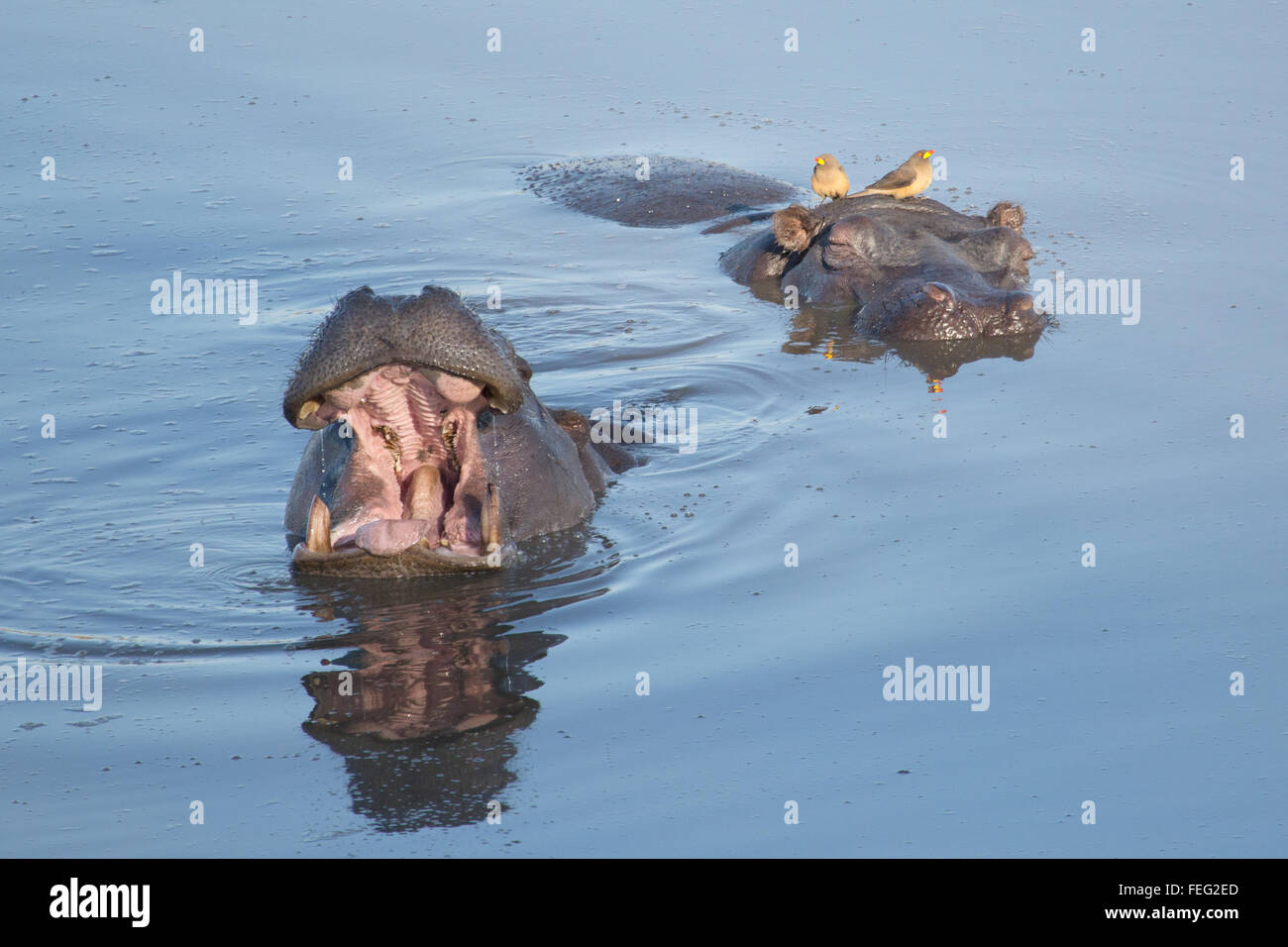 Nilpferd in einem Teich Stockfoto