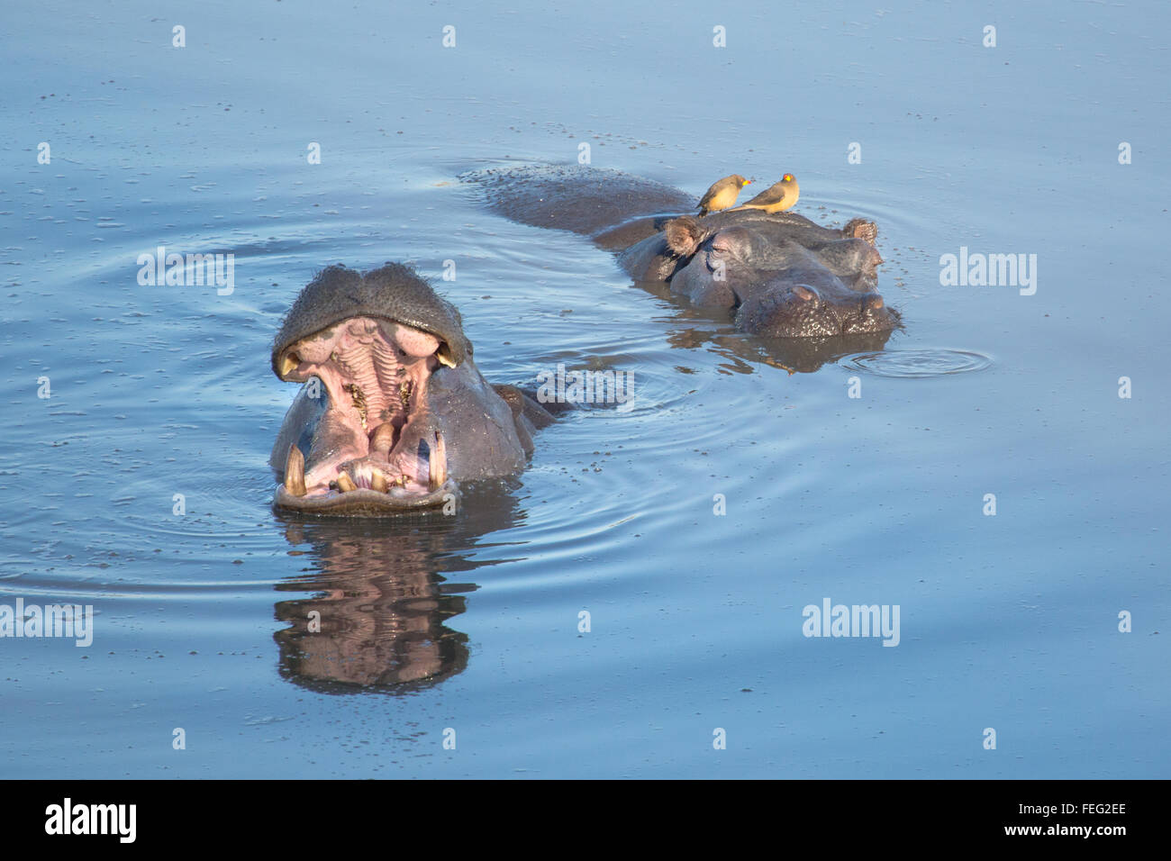 Nilpferd in einem Teich Stockfoto