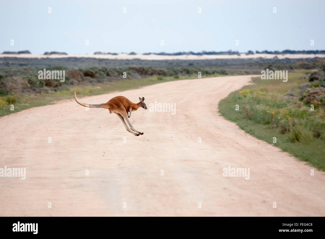 Red Kangaroo beim Überqueren der Straße Mungo National Park New South wales Australien Stockfoto