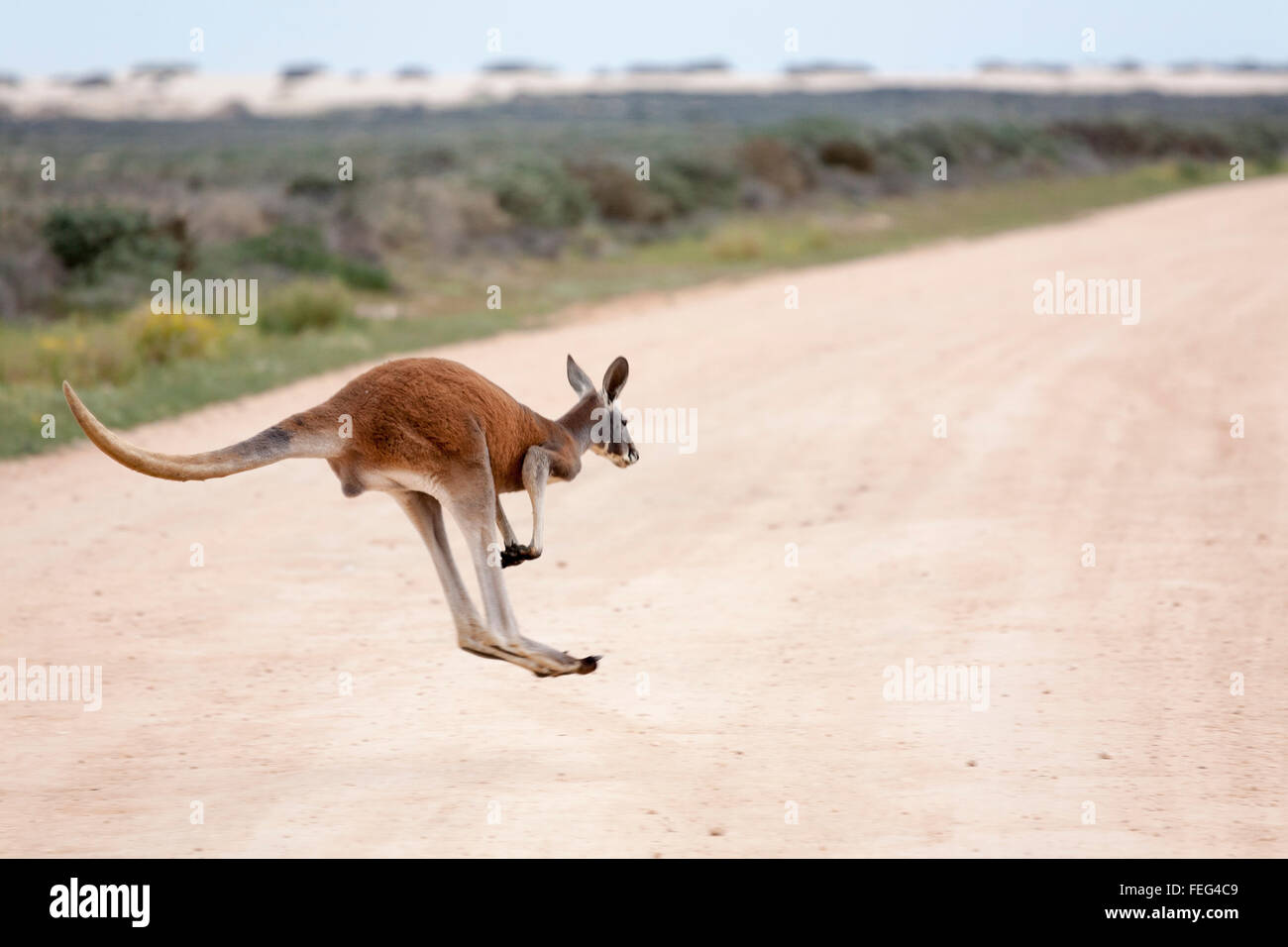 Red Kangaroo beim Überqueren der Straße Mungo National Park New South wales Australien Stockfoto