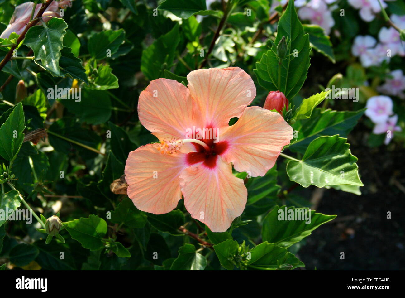 Ein Pfirsich und rote Hibiskusblüten, umgeben von Blättern. Kleine weiße Blumen im Hintergrund Stockfoto
