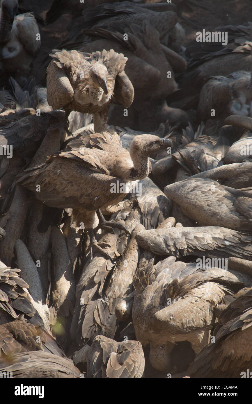 Geier in afrikanischen Busches Stockfoto