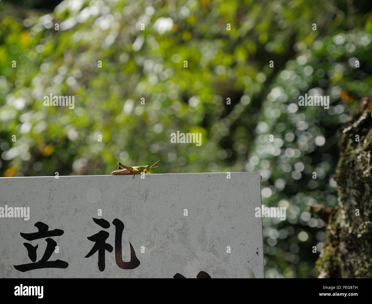 Eine Heuschrecke sitzt an der Wand gibt es japanische schreiben unten und am Rand eine kleine Ameise klettert. Stockfoto