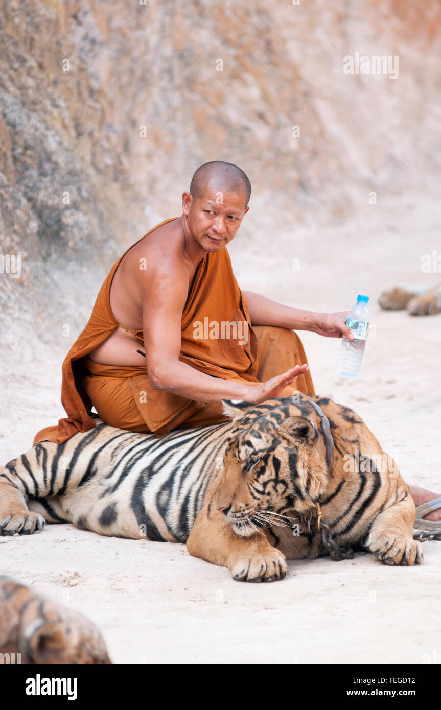 Kanchanaburi, Thailand – 12. Februar 2012: A thailändischer buddhistischer Mönch sitzt auf eine verkettete erwachsenen männlichen Tiger am Wat Pha Luang Ta Bua Yana Stockfoto