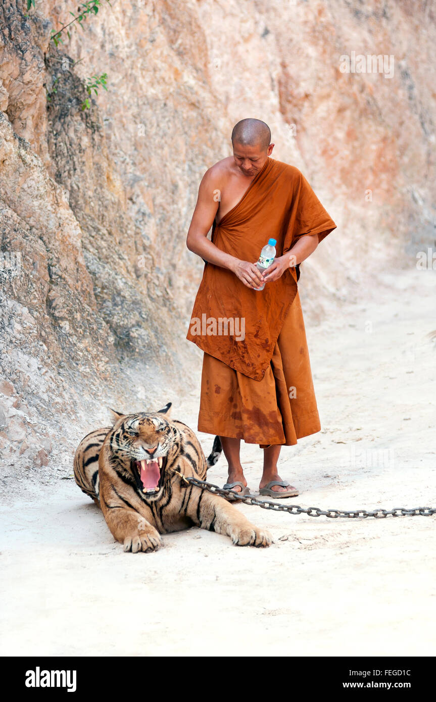 Kanchanaburi, Thailand – 12. Februar 2012: A thailändischer buddhistischer Mönch beobachtet eine verkettete erwachsenen männlichen Tiger am Wat Pha Luang Ta Bua Yan Stockfoto