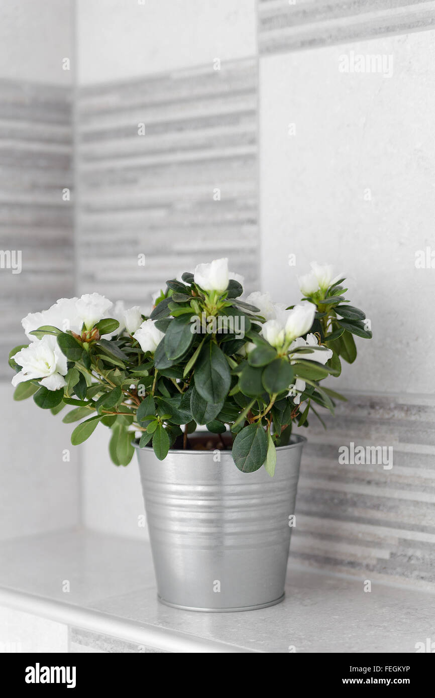 Dekorative Zimmerpflanze in eine leicht graue Blecheimer im heimischen Hintergrund. Frische grüne Kräuter mit schönen weißen Blüten auf Ce Stockfoto