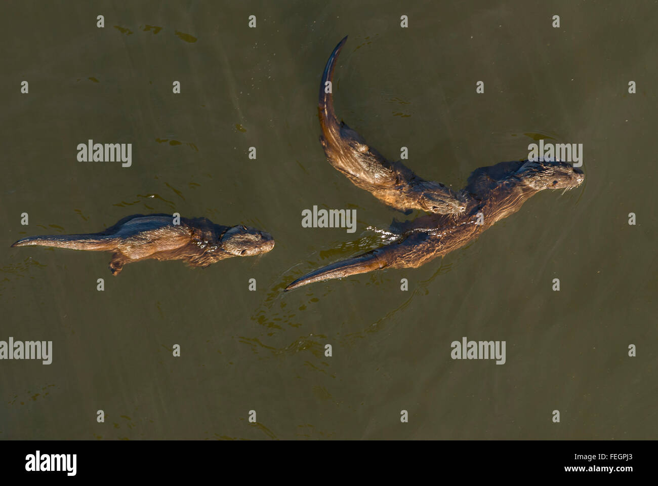 Weiblichen Otter Schwimmen mit zwei jungen Otter in dem Fluss Tweed, Northumberland, England Stockfoto