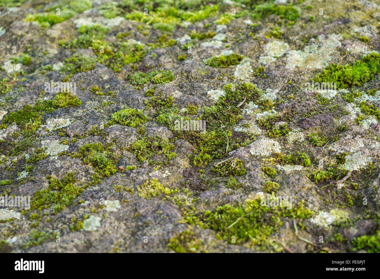 Nahaufnahme von Moos und Flechten wachsen auf einem Felsen Stockfoto