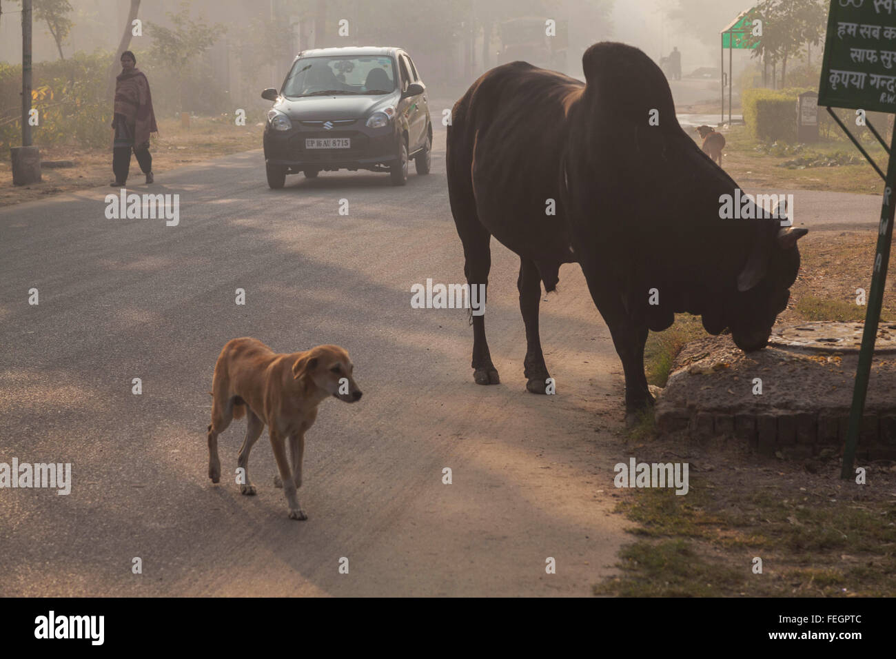 Eine typische Straße in Indien, wo eine heilige Kuh ist gesehen gemütlich zu Fuß auf der Straße. Stockfoto