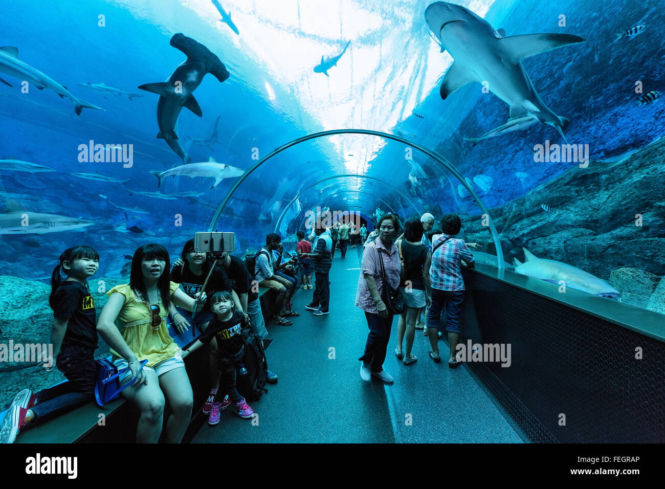 S.E.A Aquarium in Singapur Stockfoto