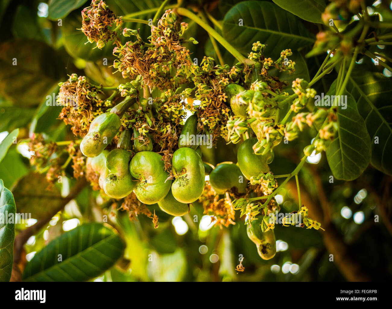 Cashew-Nüssen, wächst auf einem Baum, Siem Reap, Kambodscha ...