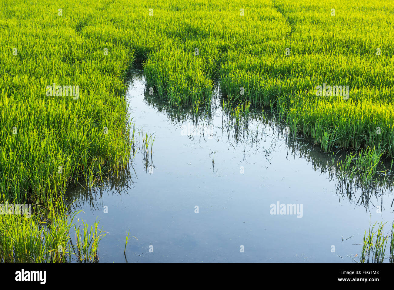 Niedrigen Sie Winkel Spiegelung Wasser im Reisanbau in Thailand. Stockfoto