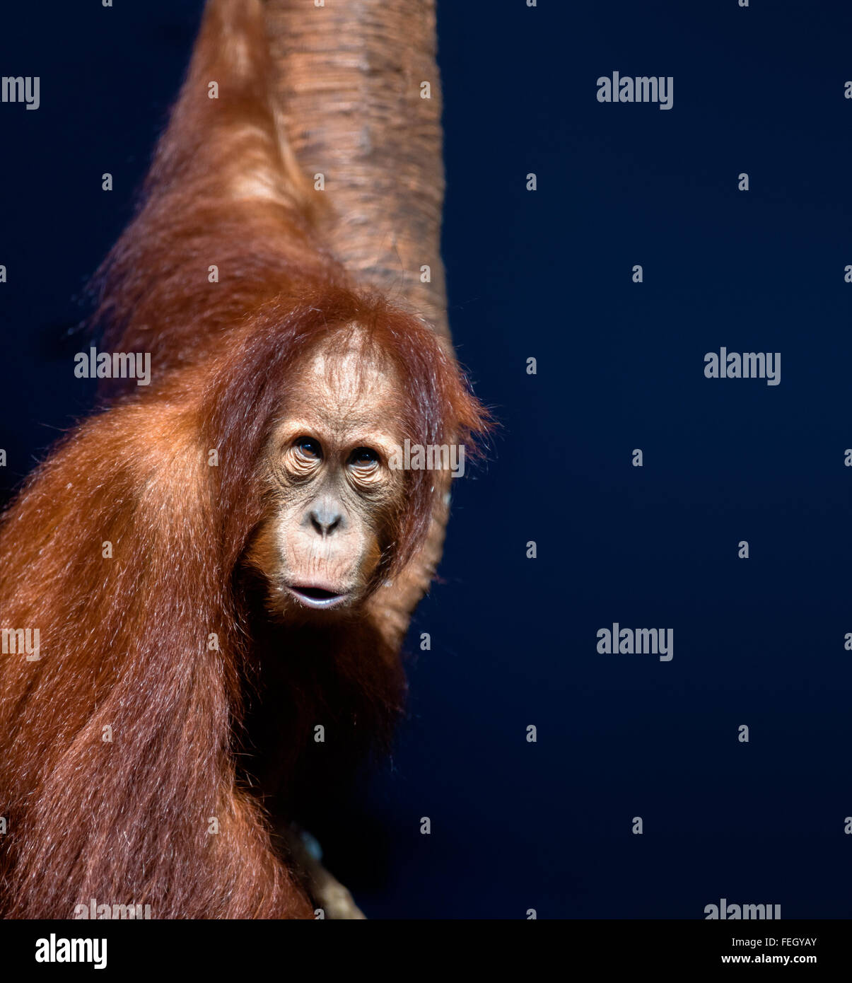 Tiere: junge Orang-Utan, Portrait auf dunkelblauem Hintergrund Stockfoto