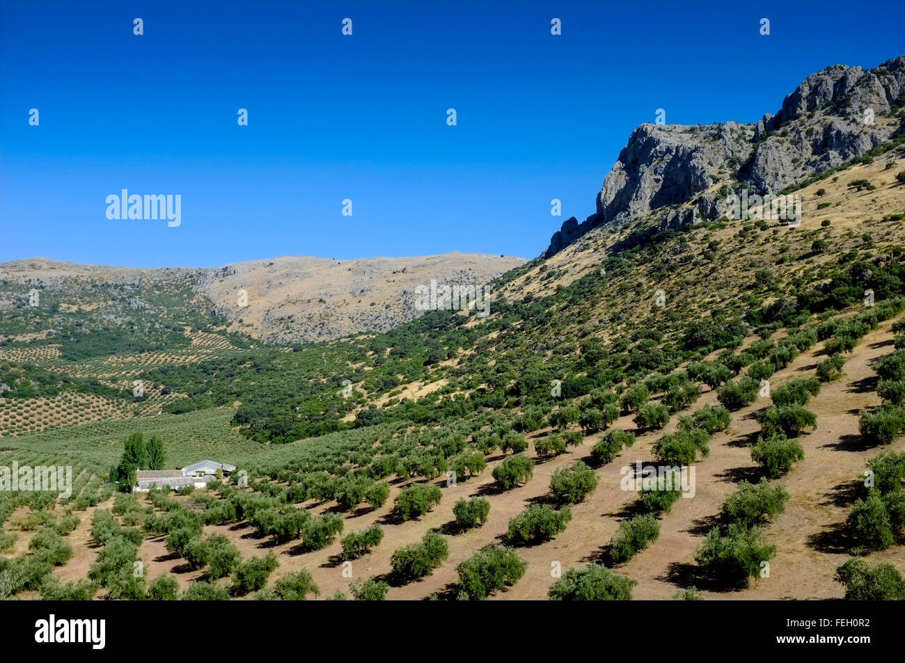 Hoch wachsen Olivenbäume. Andalusische, Spanien Stockfoto