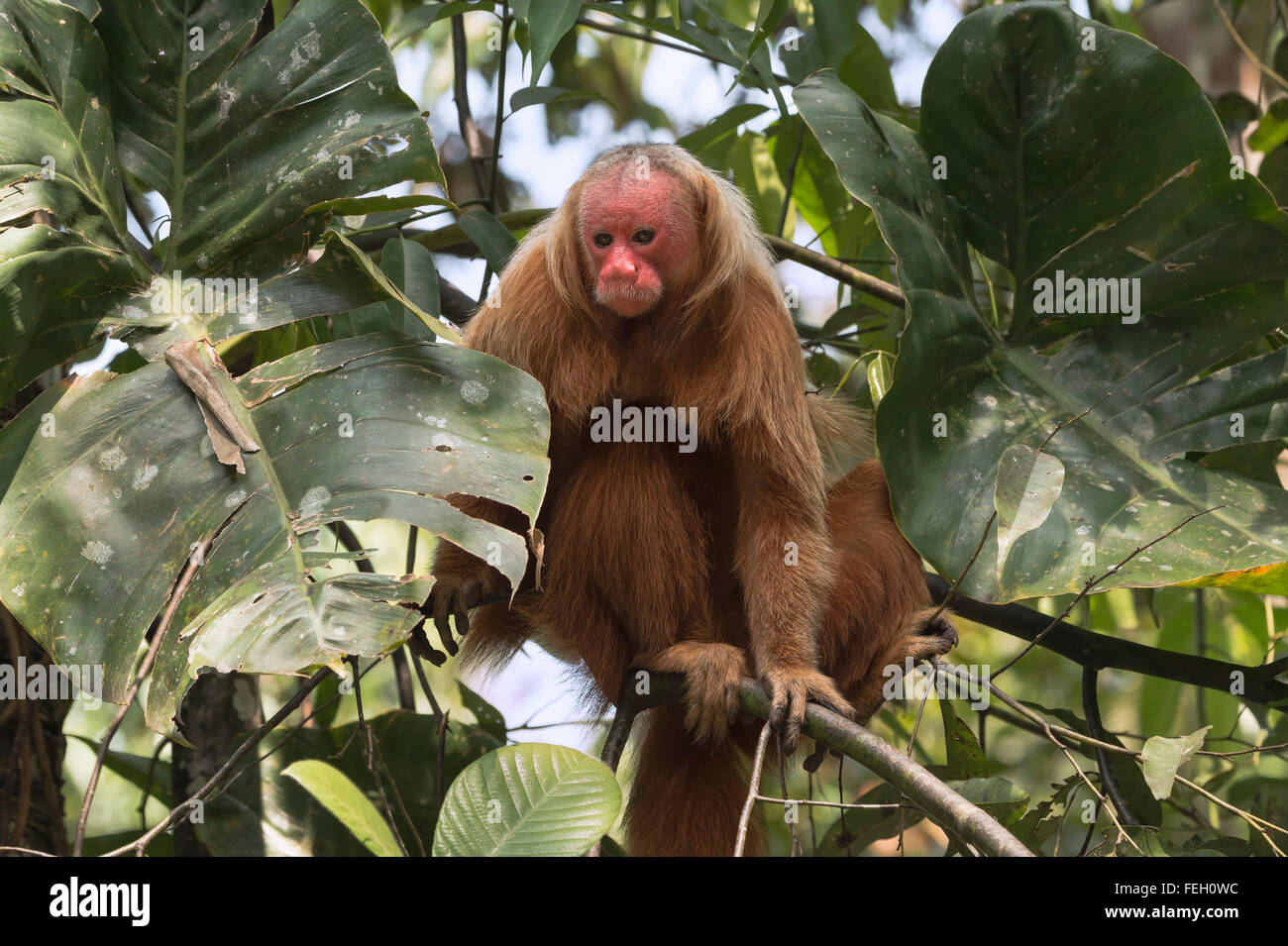 Roten kahlköpfigen Uakari Affen auch bekannt als britische Monkey (Cacajao Calvus Rubicundus), Bundesstaat Amazonas, Brasilien Stockfoto