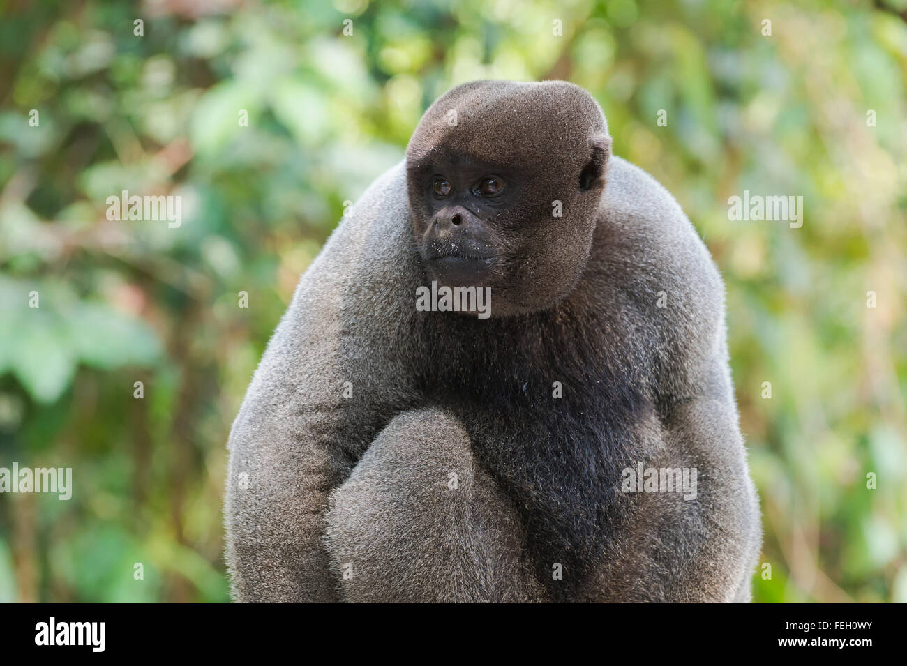 Braun wollig Affe auch bekannt als gemeinsame wollige Affen oder Humboldts wollig Affe (Lagothrix Lagotricha), Bundesstaat Amazonas, Brasilien Stockfoto