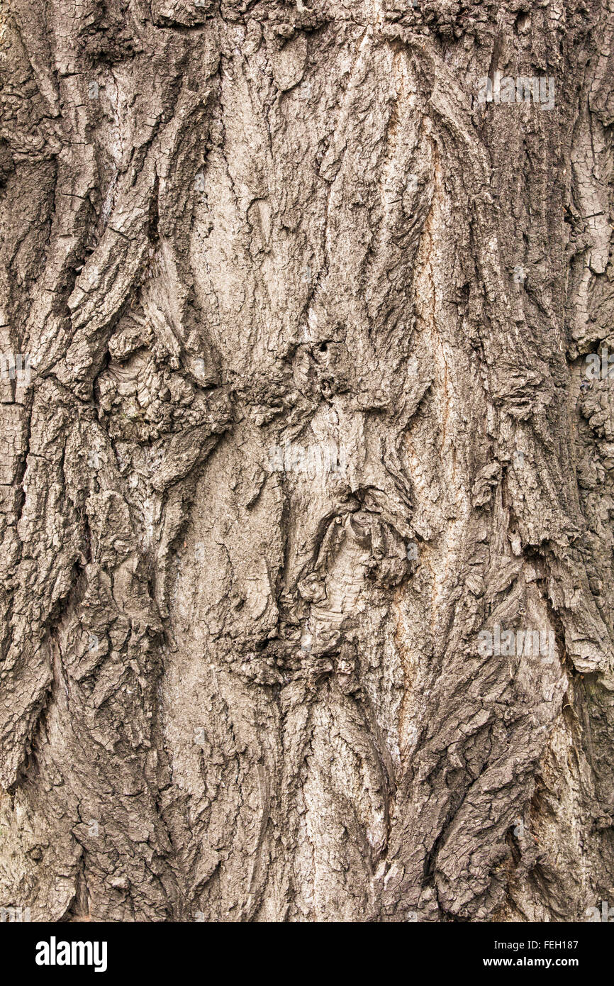 Strukturierte Rinde eines gesunden alten Baumes Stockfoto