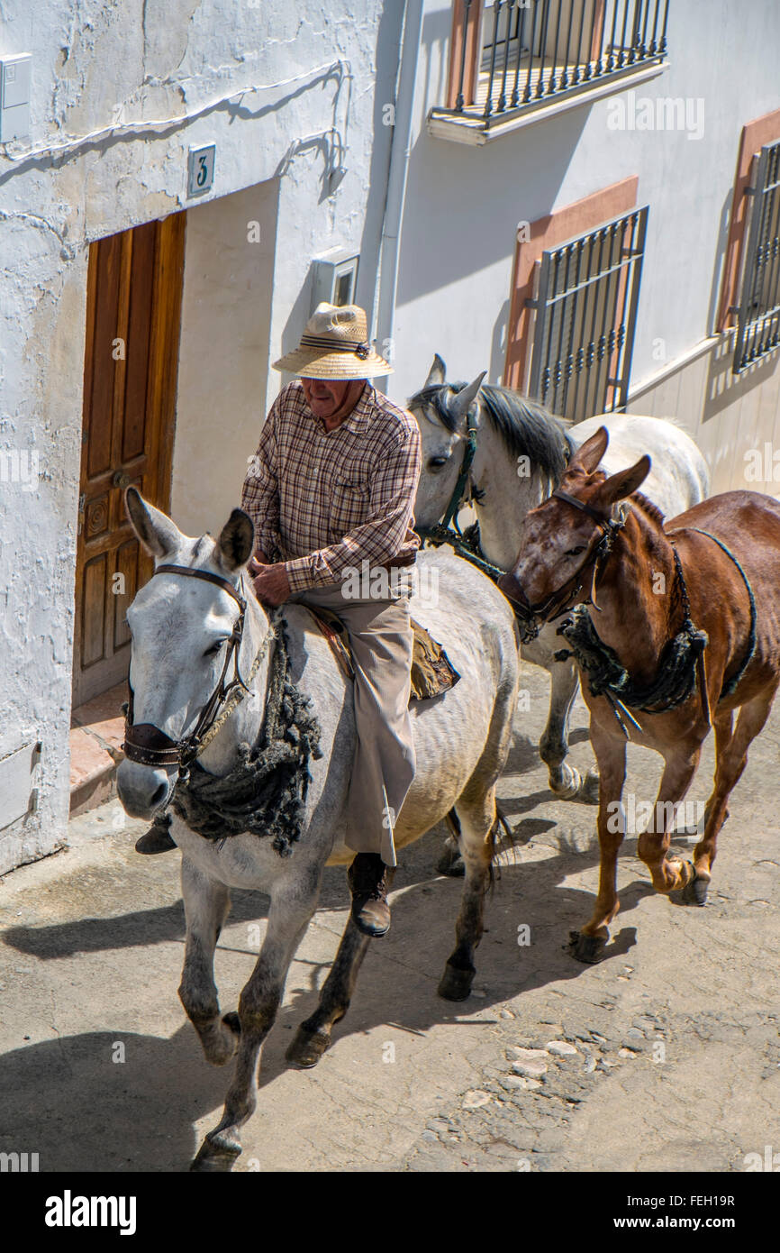 Älterer Mann und seine Maultiere reiten durch eine Landstadt. Carcabuey, Cordoba, Andalusien. Spanien Stockfoto