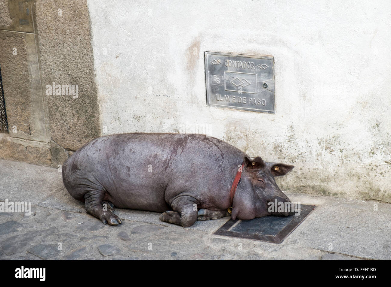 Juni 13 ein ausgewähltes Schwein wird auf die Straße entlassen, mit besonderer Sorgfalt behandelt und am 17. Januar geschlachtet. Mogarraz, Provinz Salamanca, Spanien Stockfoto