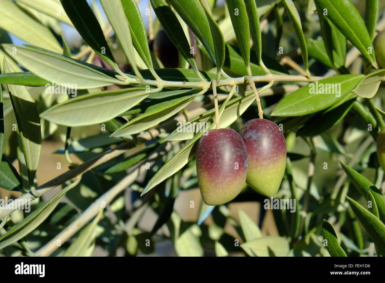 Oliven im Spätherbst aus der Nähe reifen. Carcabuey, Cordoba. Spanien Stockfoto