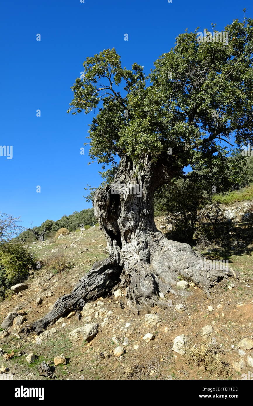 Sehr alte knorrige Holm Eiche Baum. Navazuelo, Provinz Cordoba, Andalusien. Spanien Stockfoto