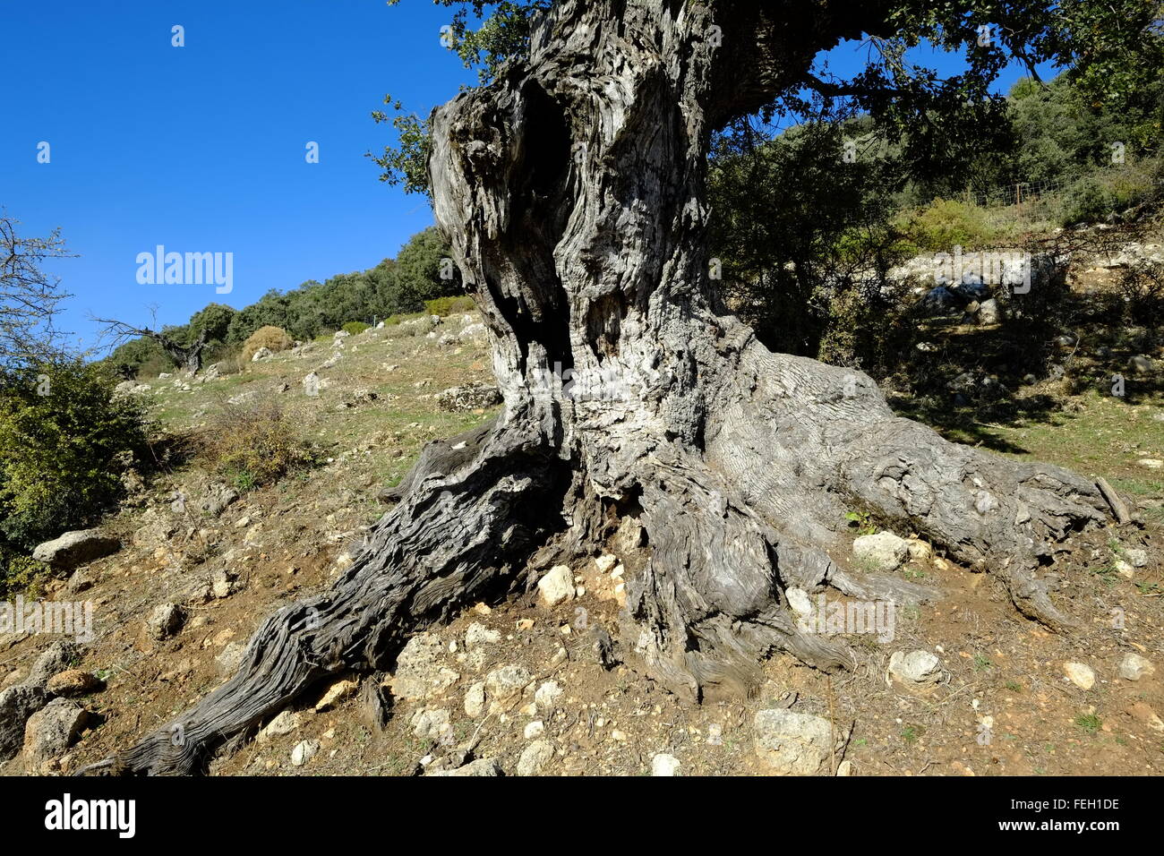 Sehr alte knorrige Holm Eiche Baum. Navazuelo, Provinz Cordoba, Andalusien. Spanien Stockfoto