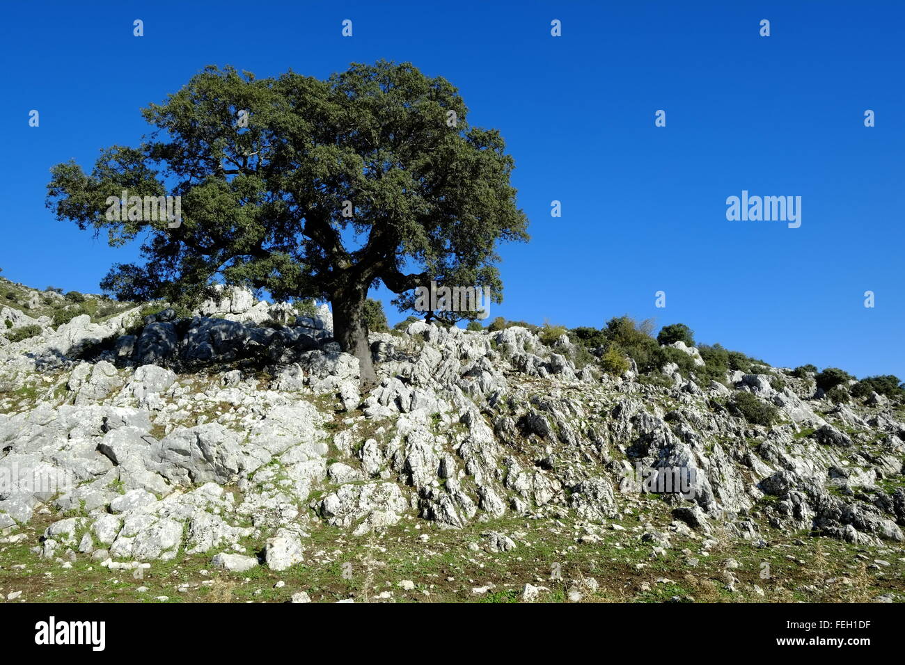 Sehr alte knorrige Steineiche Baum. Navazuelo, Córdoba, Andalusien. Spanien Stockfoto