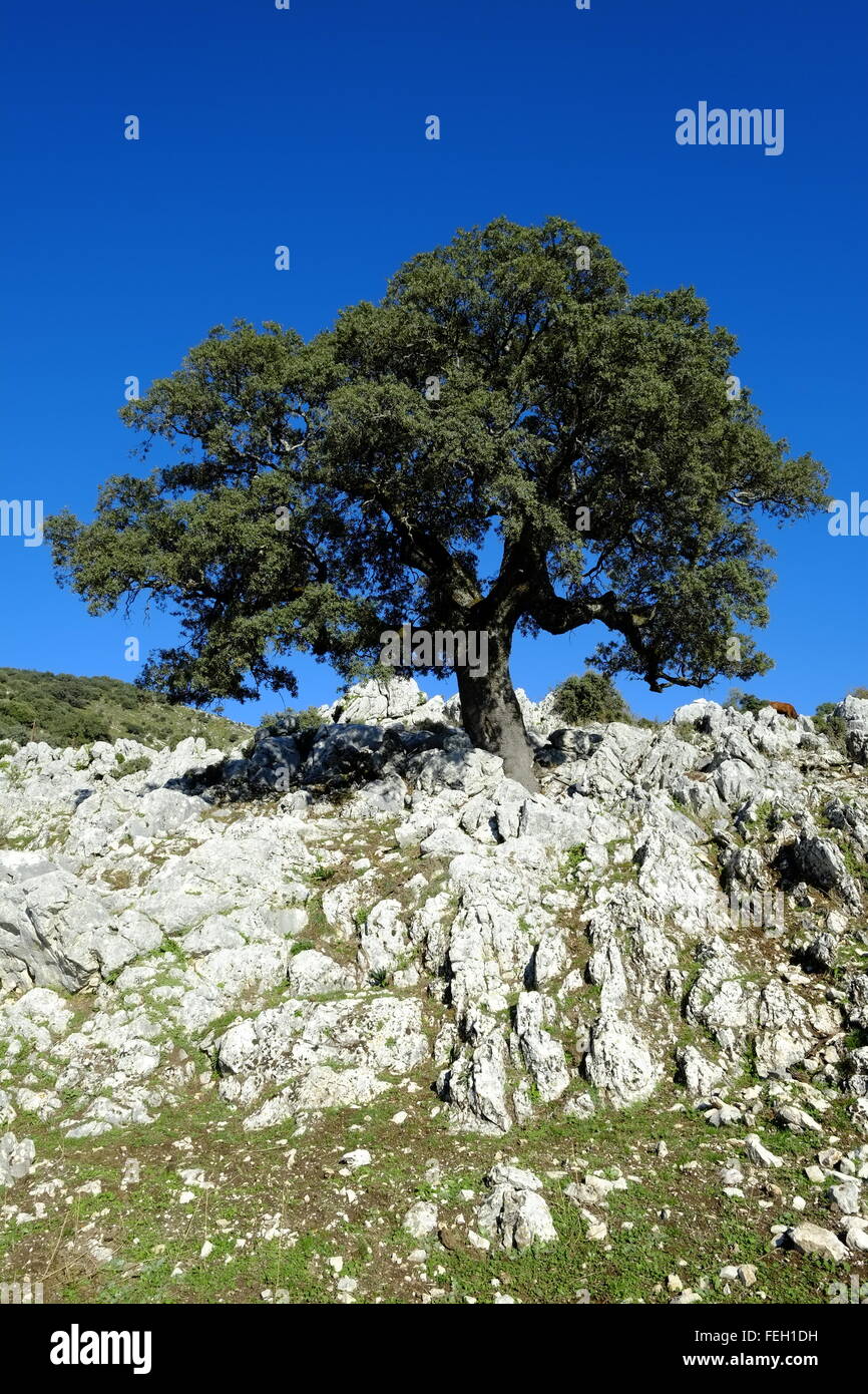 Sehr alte knorrige Steineiche (encina). Navazuelo, Cordoba, Andalusien. Spanien Stockfoto