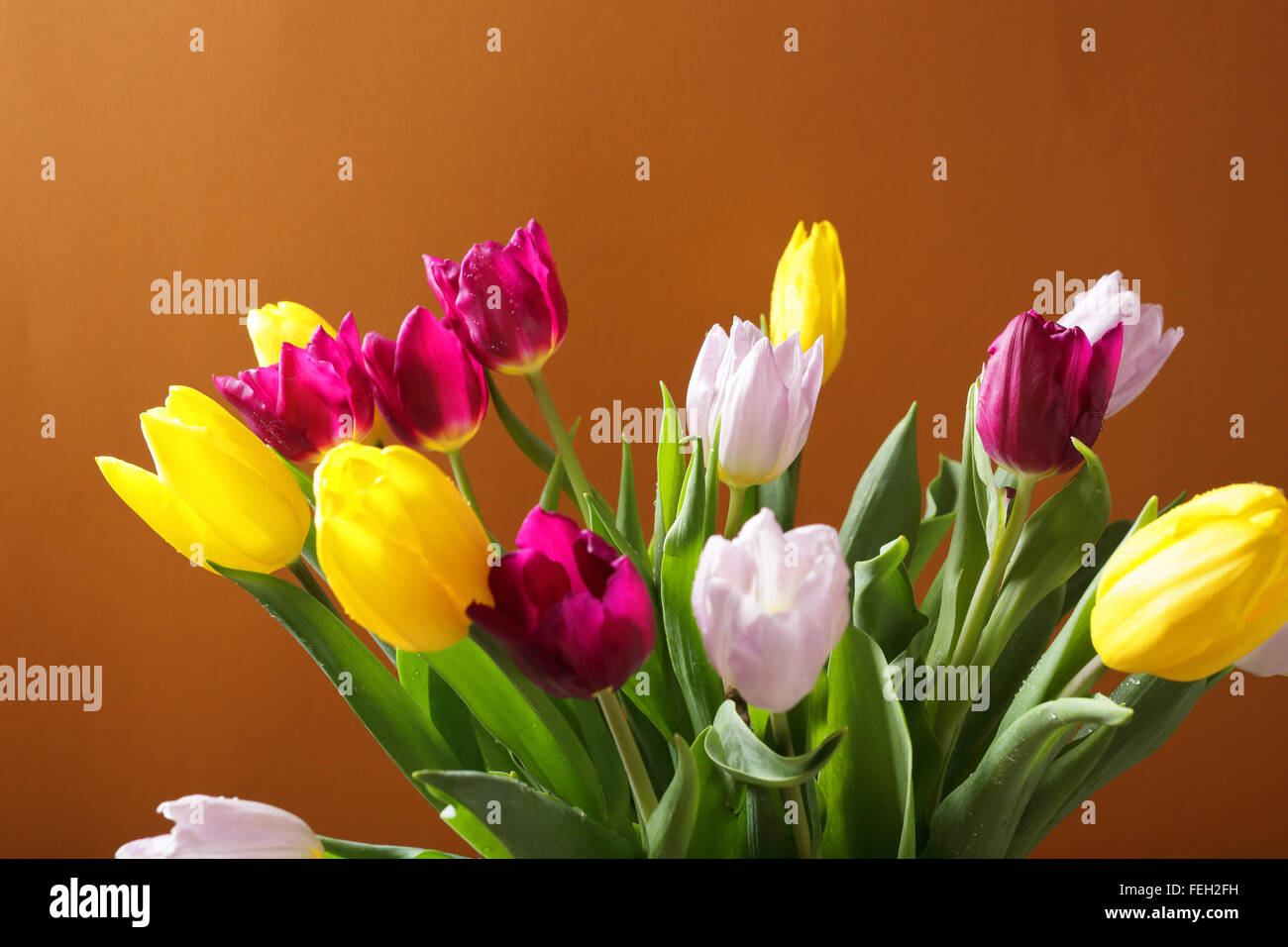 frische Farbe Tulpen, Blumen Stockfoto