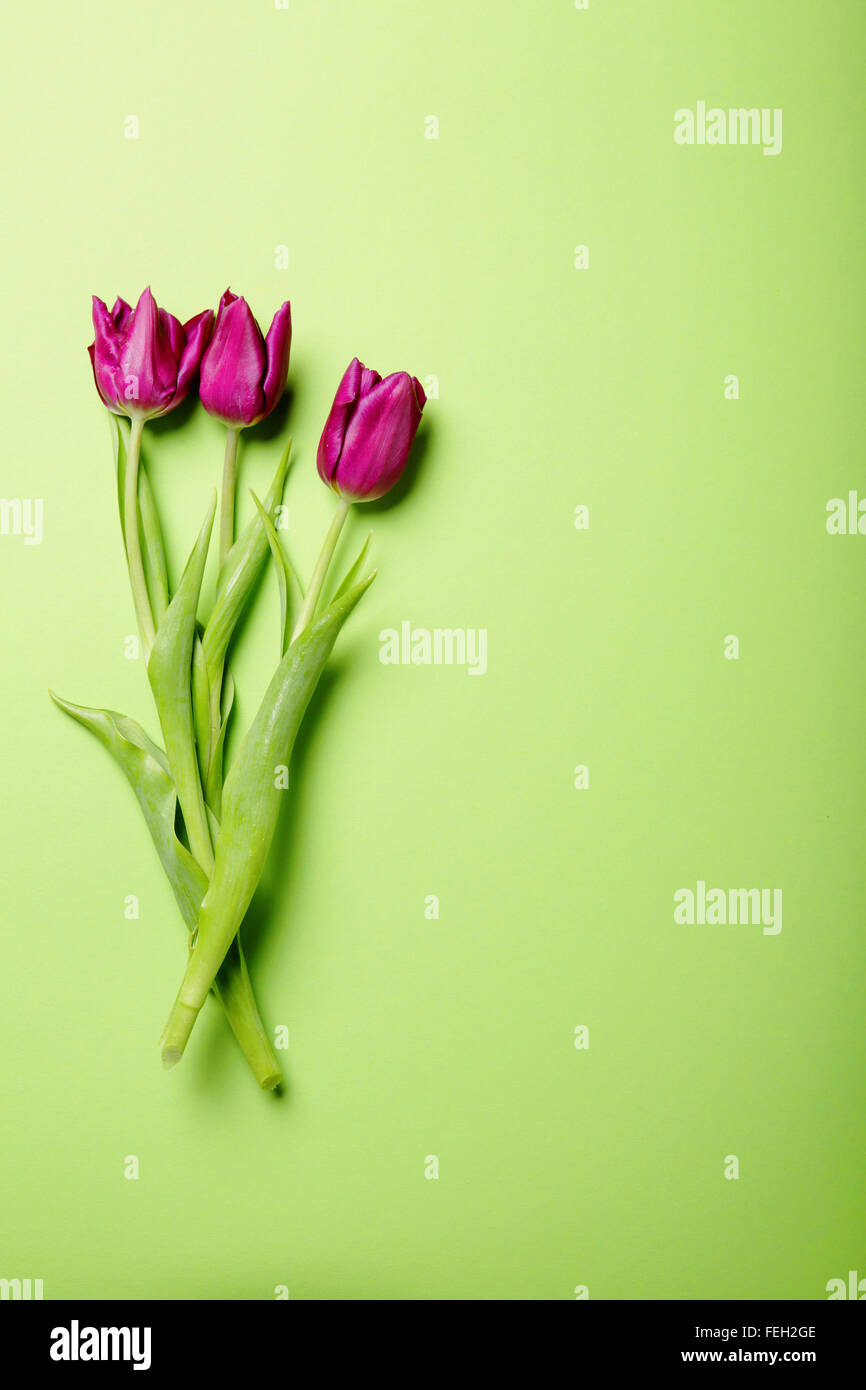 drei Tulpen auf grünem Hintergrund, Blumen Stockfoto
