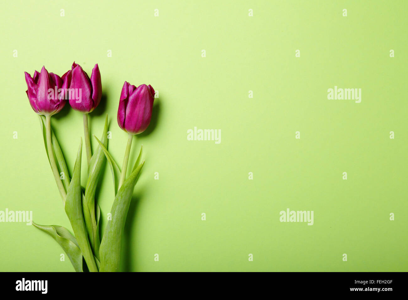 Tulpen auf grün, Blüten dunkelrot Stockfoto