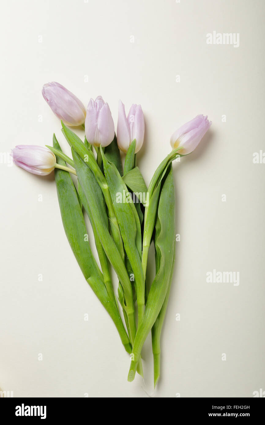 blass rosa Tulpen auf einem hellen Hintergrund, Blumen Stockfoto