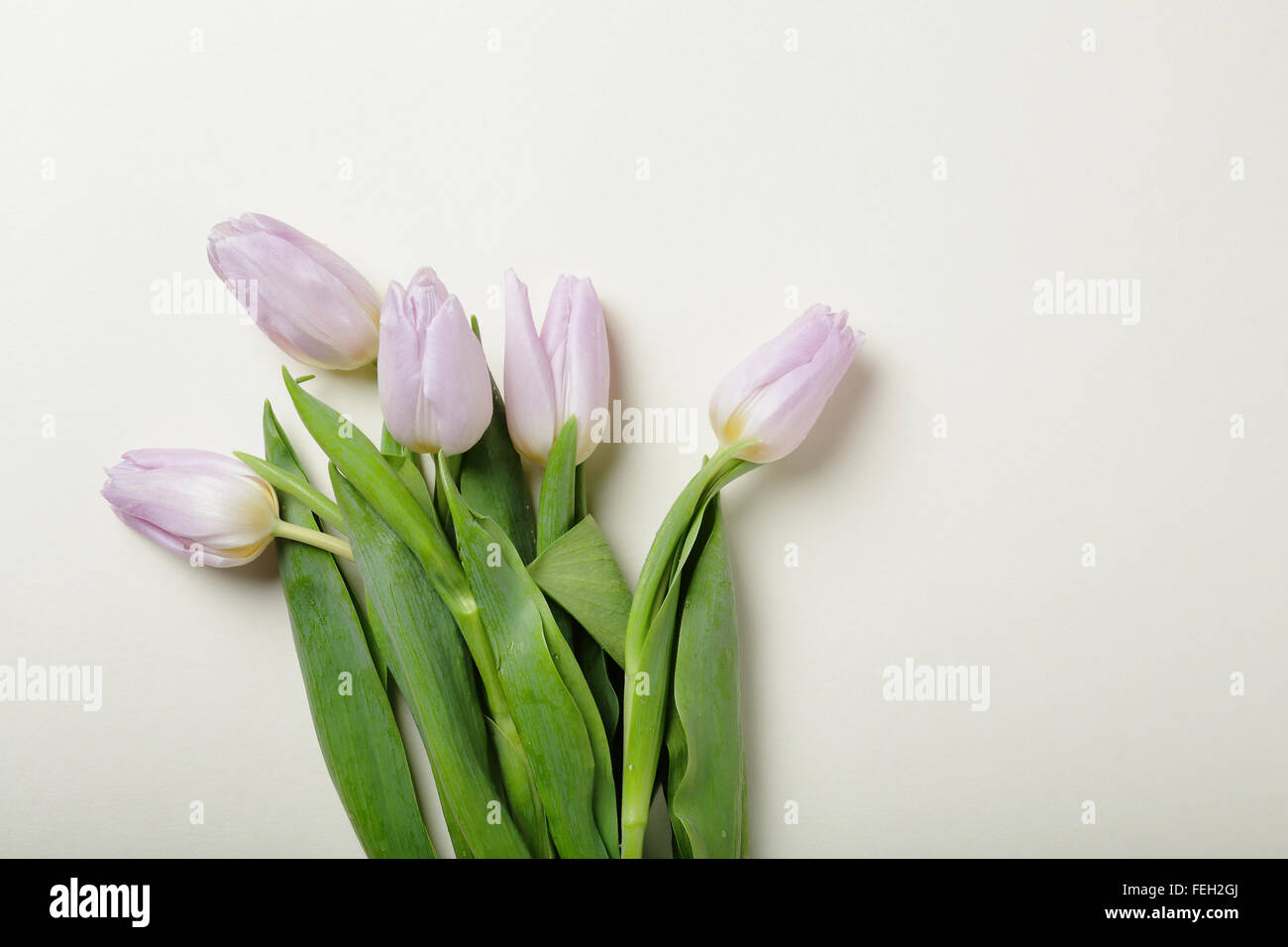Rosa Tulpen auf Hintergrund, Blumen Stockfoto