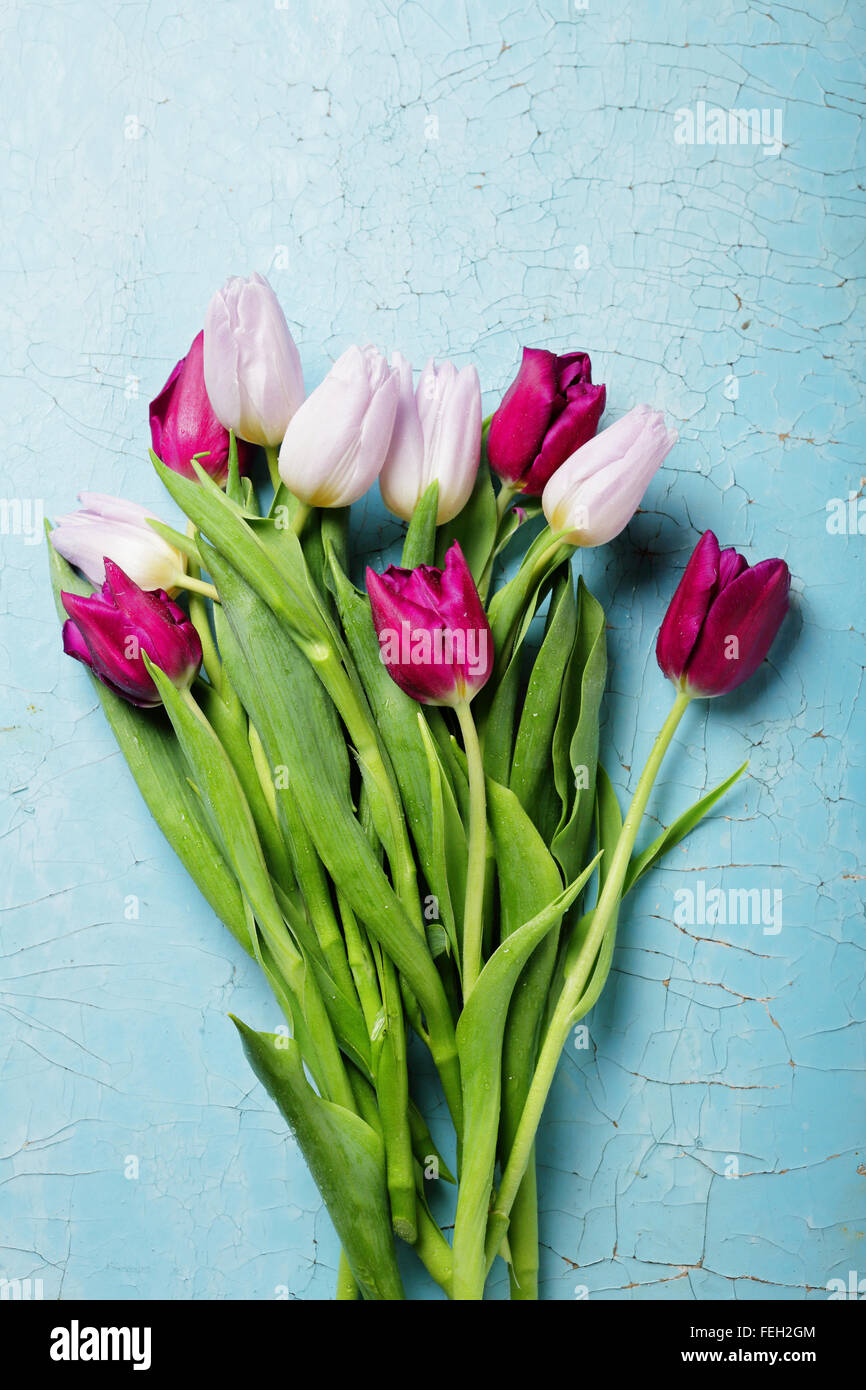 Tulpen auf blauem Hintergrund, Blumen Stockfoto