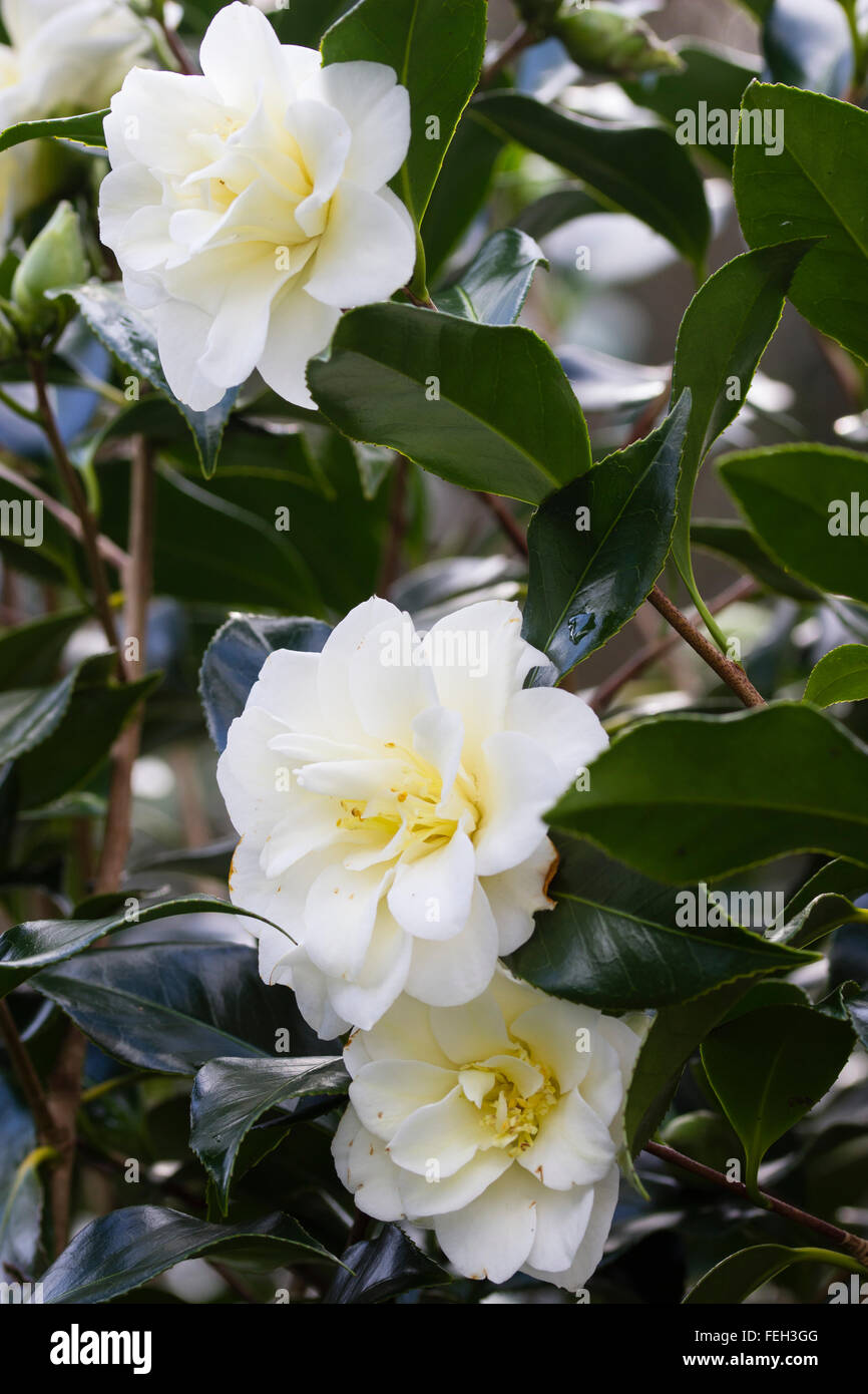 Camellia japonica blooming white -Fotos und -Bildmaterial in hoher  Auflsung  Alamy
