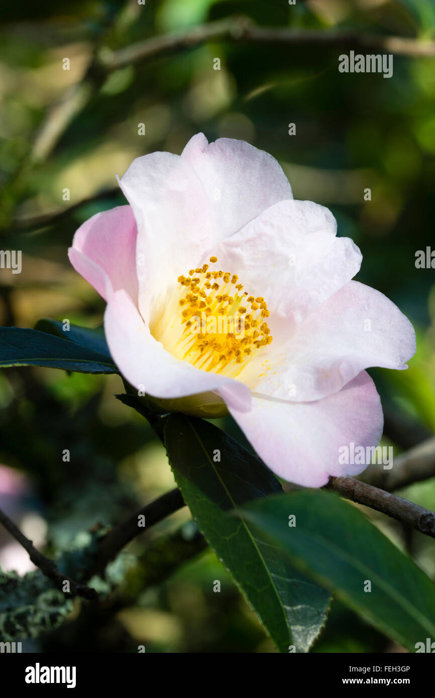 Einzelne rosa und weiße Blume des immergrünen Camellia X williamsii "Elizabeth de Rothschild" Stockfoto