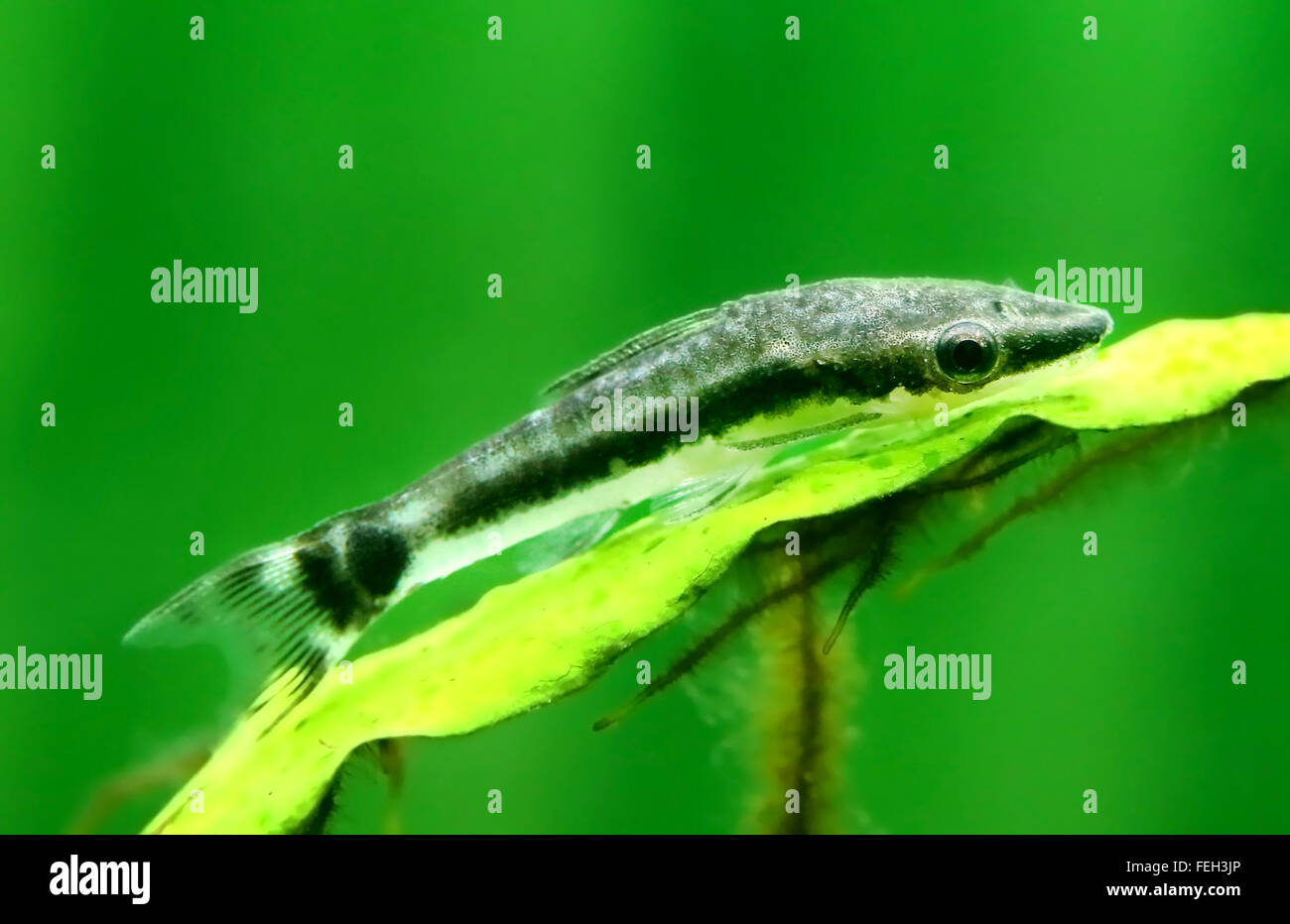 Nahaufnahme von einem Otocinclus in bepflanzten aquarium Stockfoto