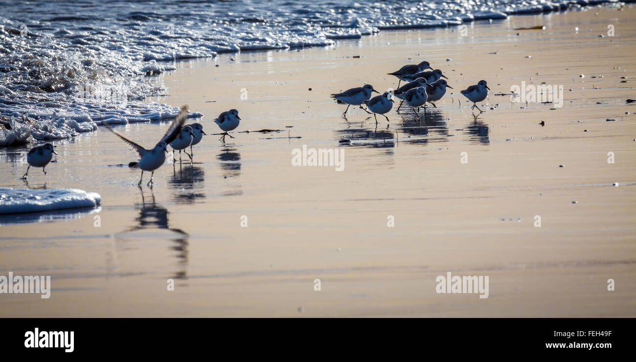 Sandlings ernähren sich von der Uferlinie. Stockfoto
