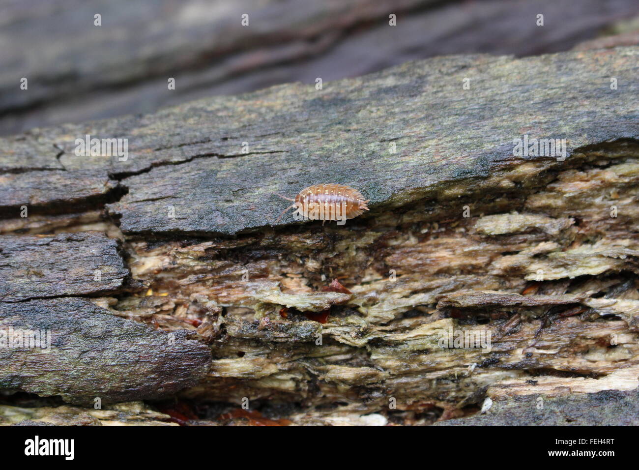 Assel auf verrottendem Holz Stockfoto