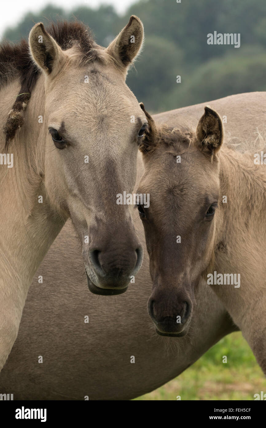 Konik Ponys, Polnisch primitive Pferd, UK, der Auffassung, dass die polnische Konik der jüngste Nachkomme der Europäischen wild Hors ist Stockfoto