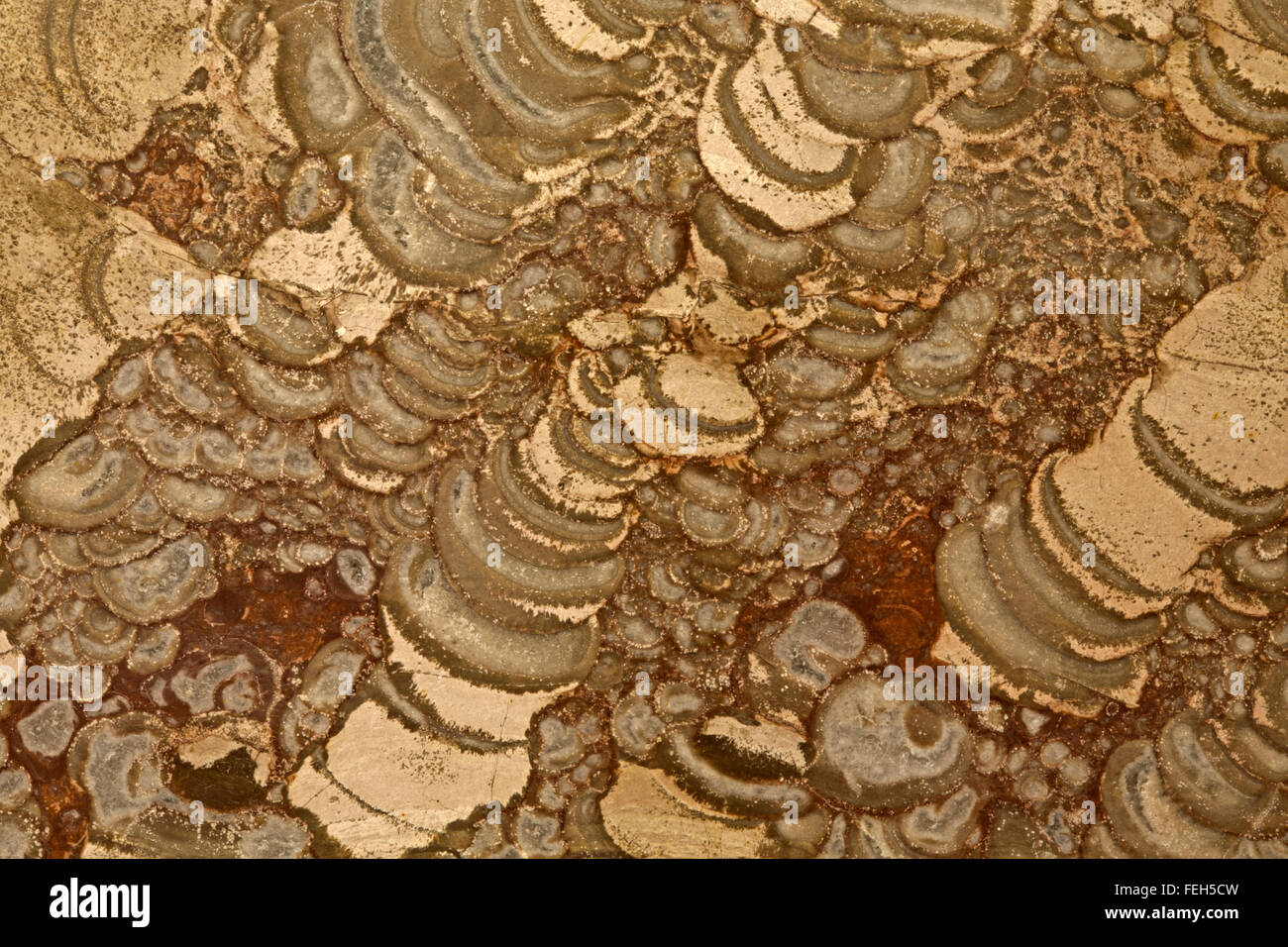 Kugelförmige Rhyolith, Arizona, Eruptivgestein, Nahaufnahme, Detail, "Pilz Jasper" Stockfoto