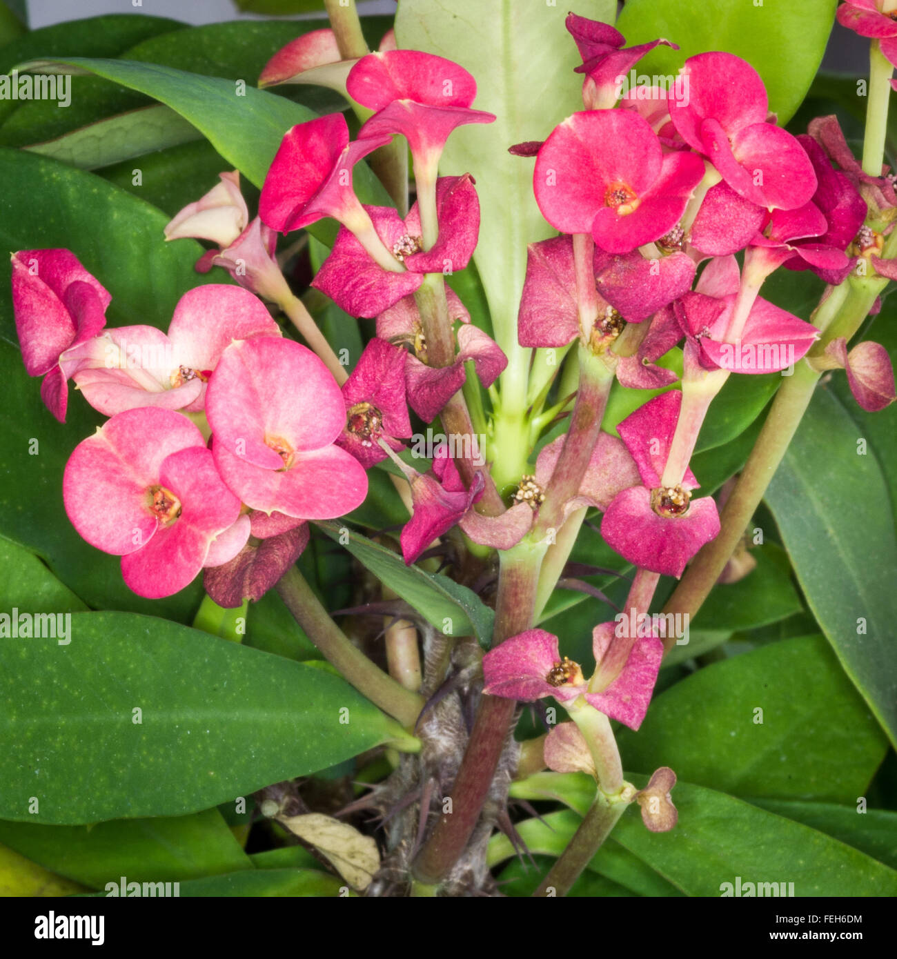 Zweig mit Blüten von Euphorbia Milii (oder Christus Pflanze, Christus Dorn, Dornenkrone) Stockfoto