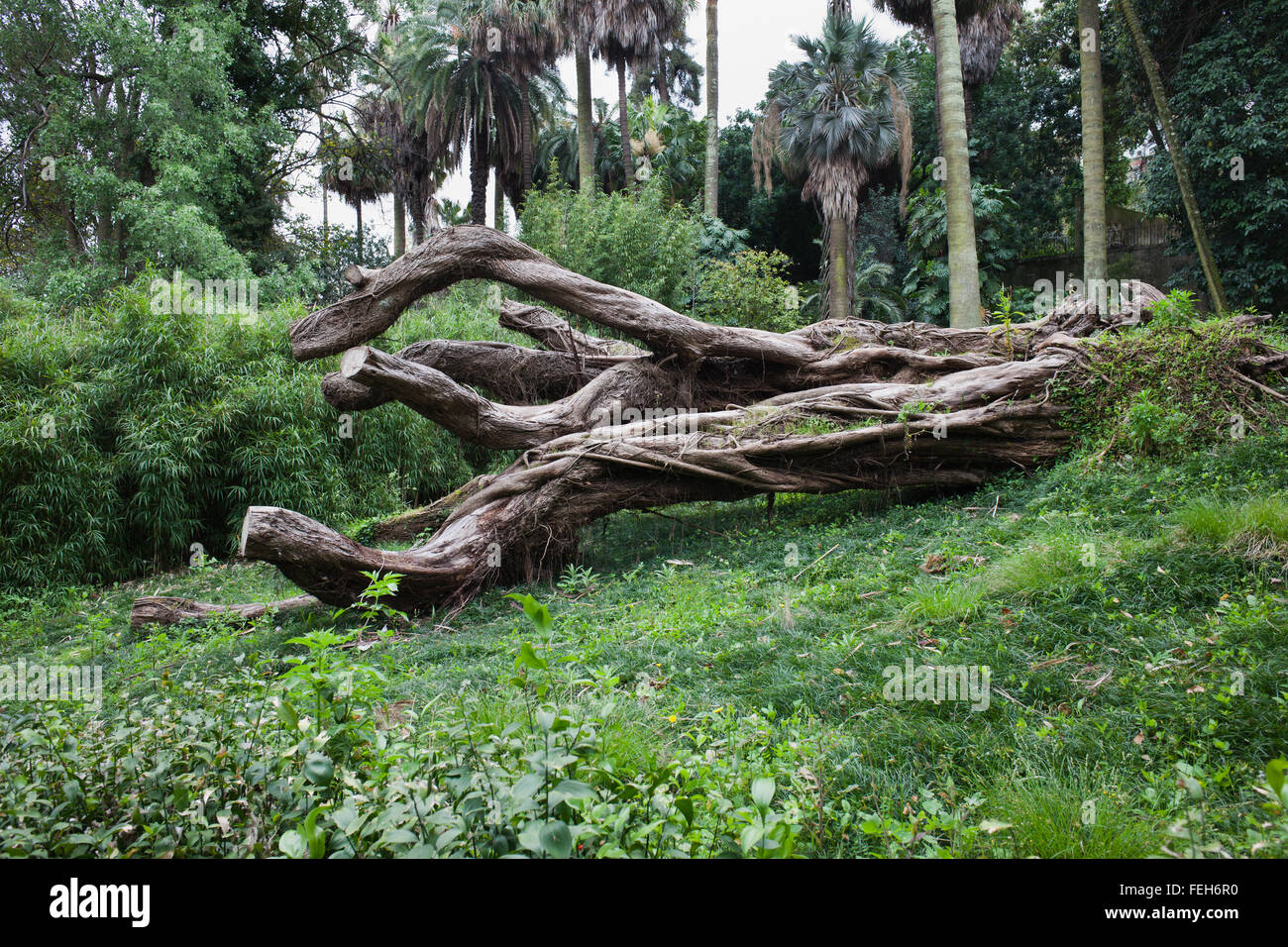 Universität Botanischer Garten (Jardim Botanico) in Lissabon, Portugal, üppiger Vegetation und umgestürzten Baum Stockfoto