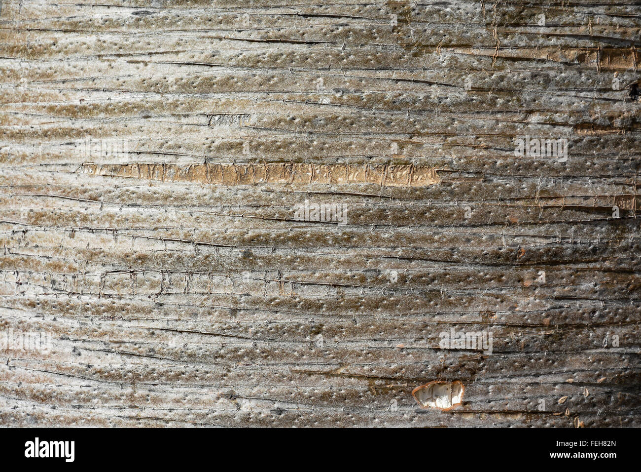 Ungewöhnliche Holz Textur, Muster, Hintergrund (Stamm von Dracaena Draco - Drachenbaum) Stockfoto