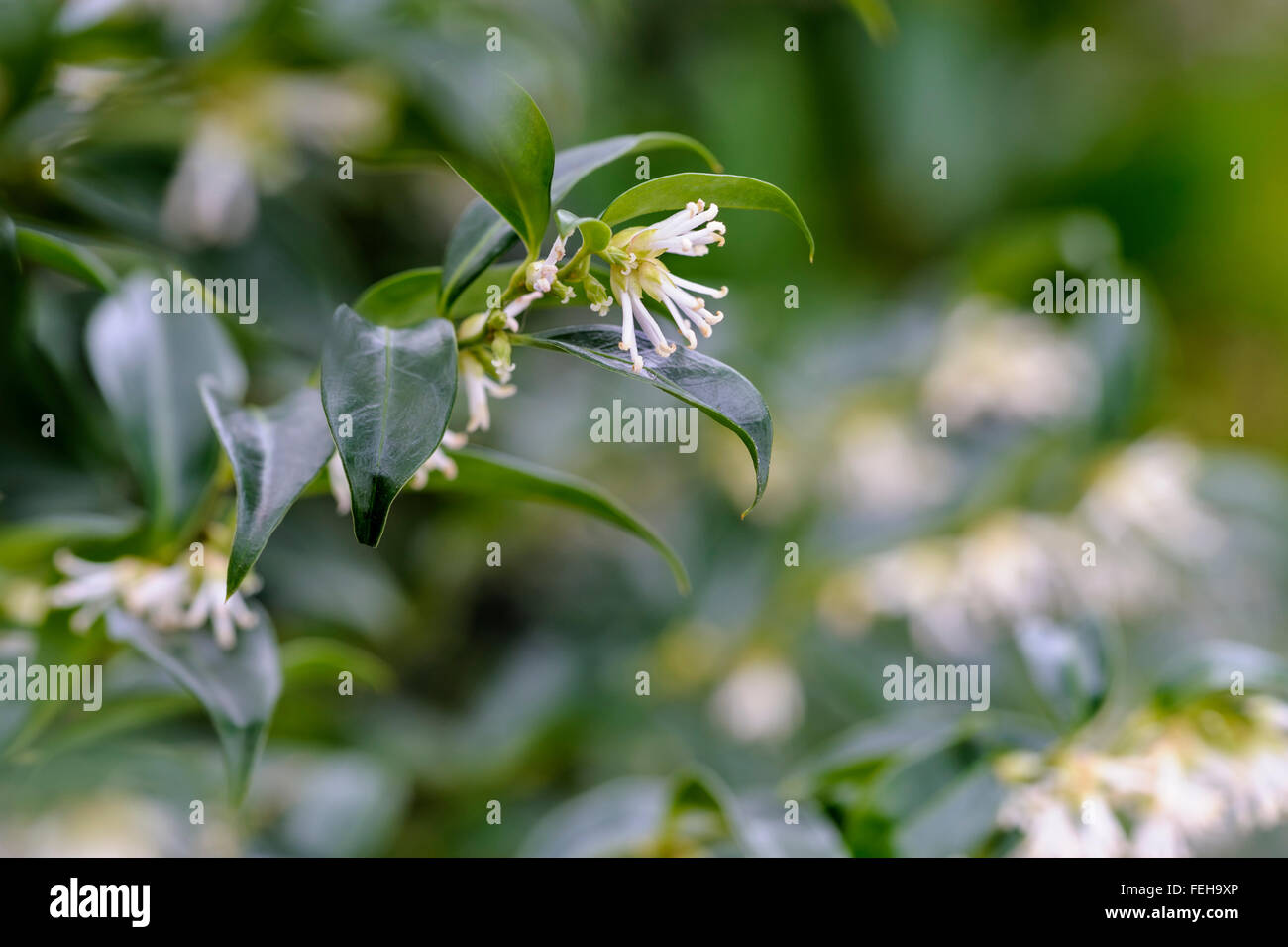 Sarcococca Confusa. Weihnachts-Box. Süße Box. Stockfoto