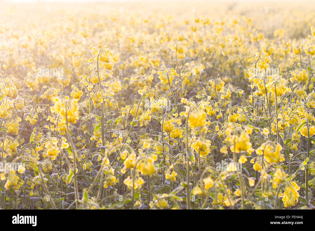 Raps Feld und Blumen bei einem Sonnenaufgang. Hell hinterleuchtete, Gelbe Raps Feld. Blume Hintergrund. Stockfoto