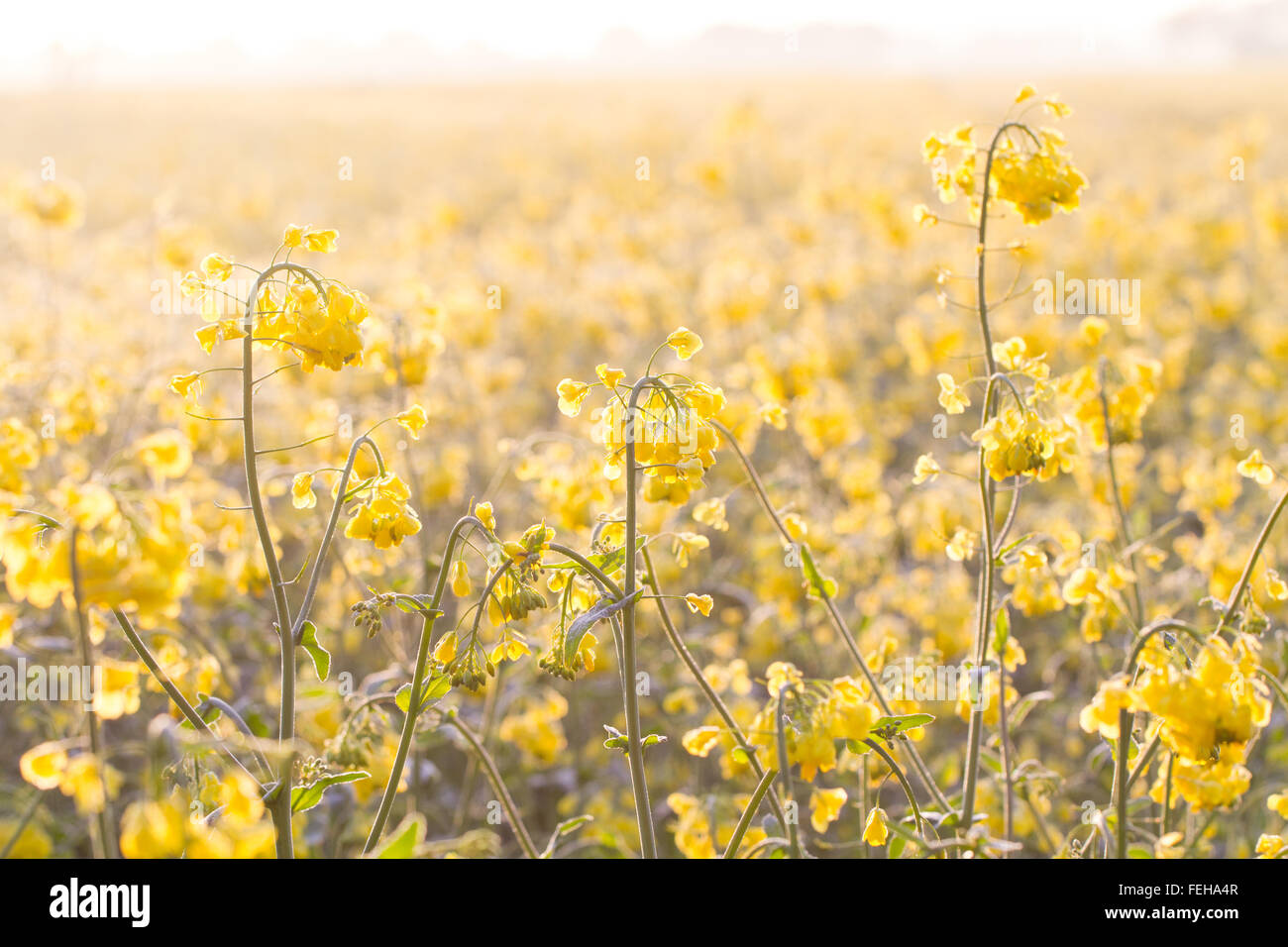 Raps Feld und Blumen bei einem Sonnenaufgang. Hell hinterleuchtete, Gelbe Raps Feld. Blume Hintergrund. Stockfoto