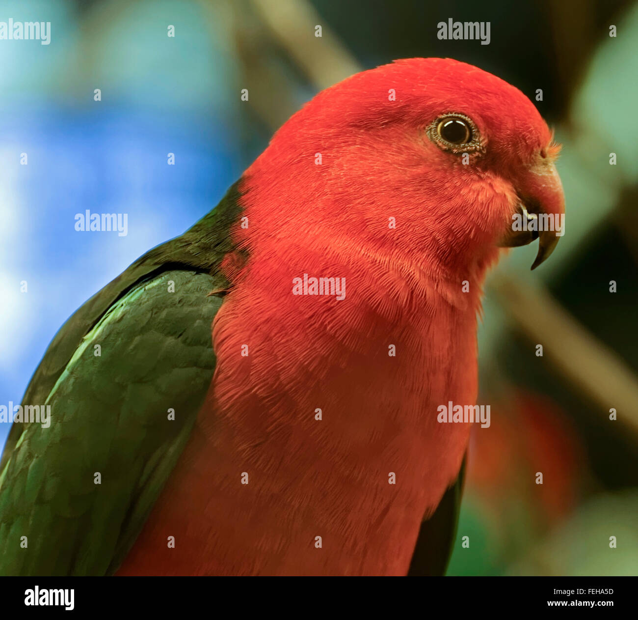 Australische König Papagei im Budapester Zoo Stockfoto