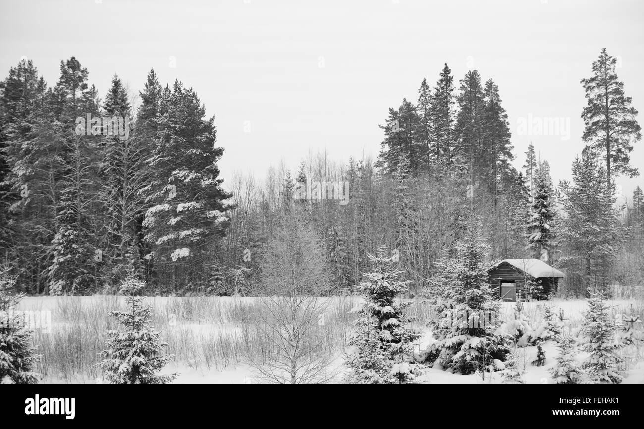 Schwarz & weißen Schnee bedeckt Pinien und Schuppen Stockfoto